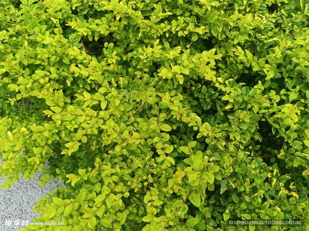 翠绿繁茂的植物景观