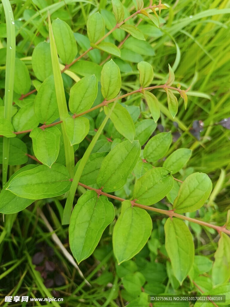 绿叶间的紫色浆果