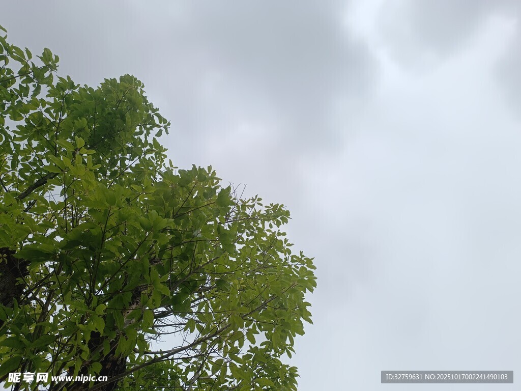 绿树映灰天