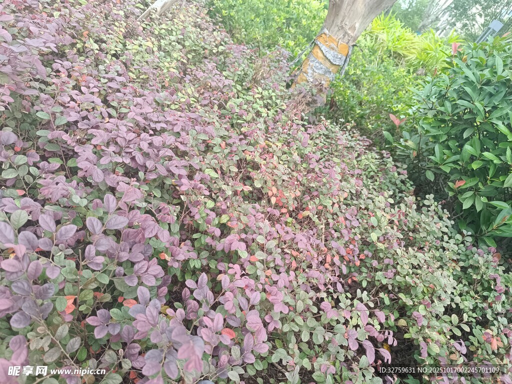 紫色植物景观
