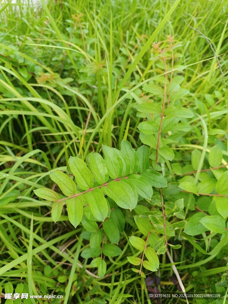 翠绿三叶草植物特写