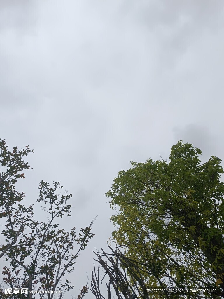 树梢上的天空与枝叶