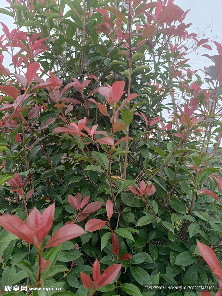 红叶灌木景观