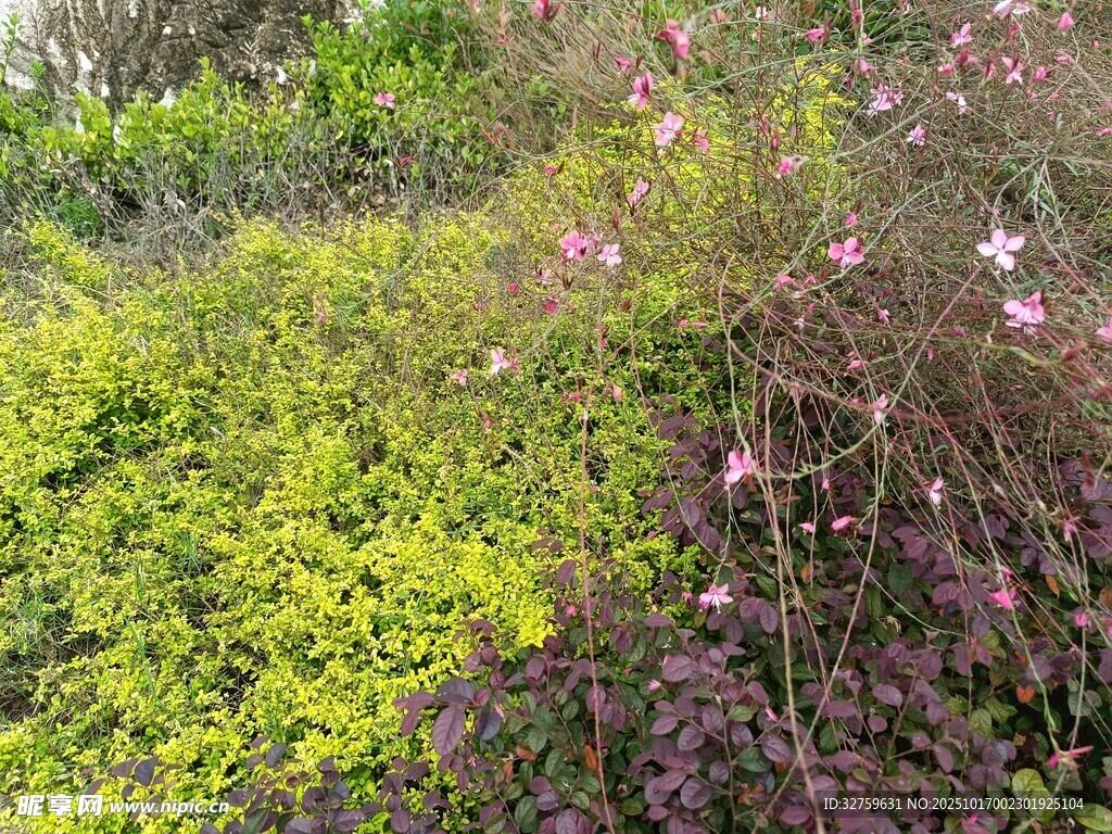 多彩花卉绿植景观
