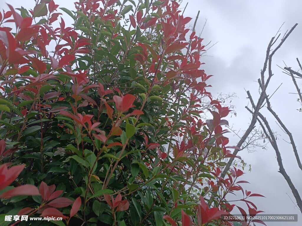红叶植物景观