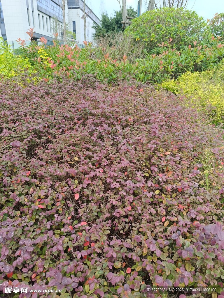 紫色植物景观