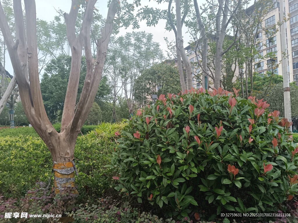 小区绿植景观