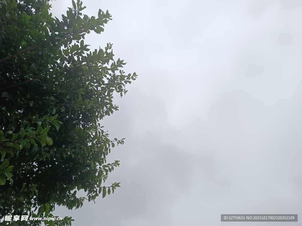 云雾中的绿意树梢