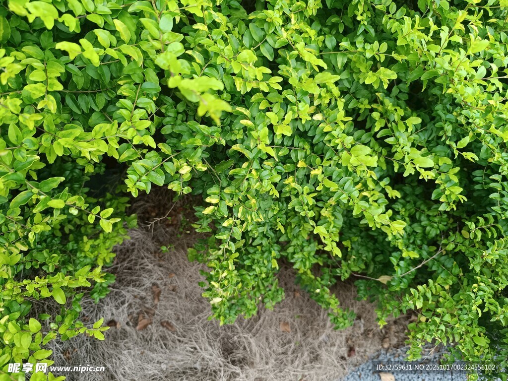 翠绿繁茂的地面绿植景观