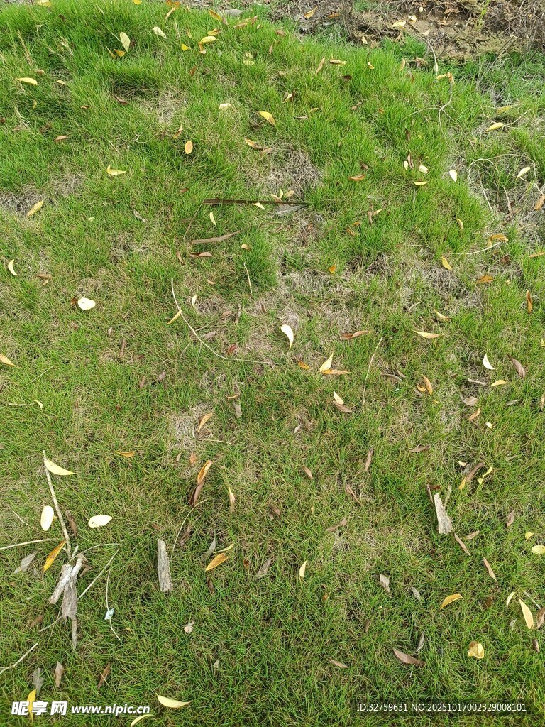 草地上散落的枯叶