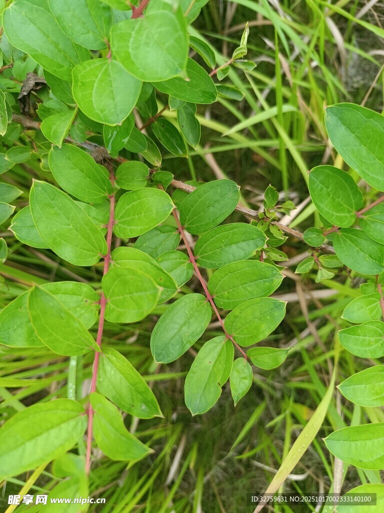 翠绿草丛中的生机景象