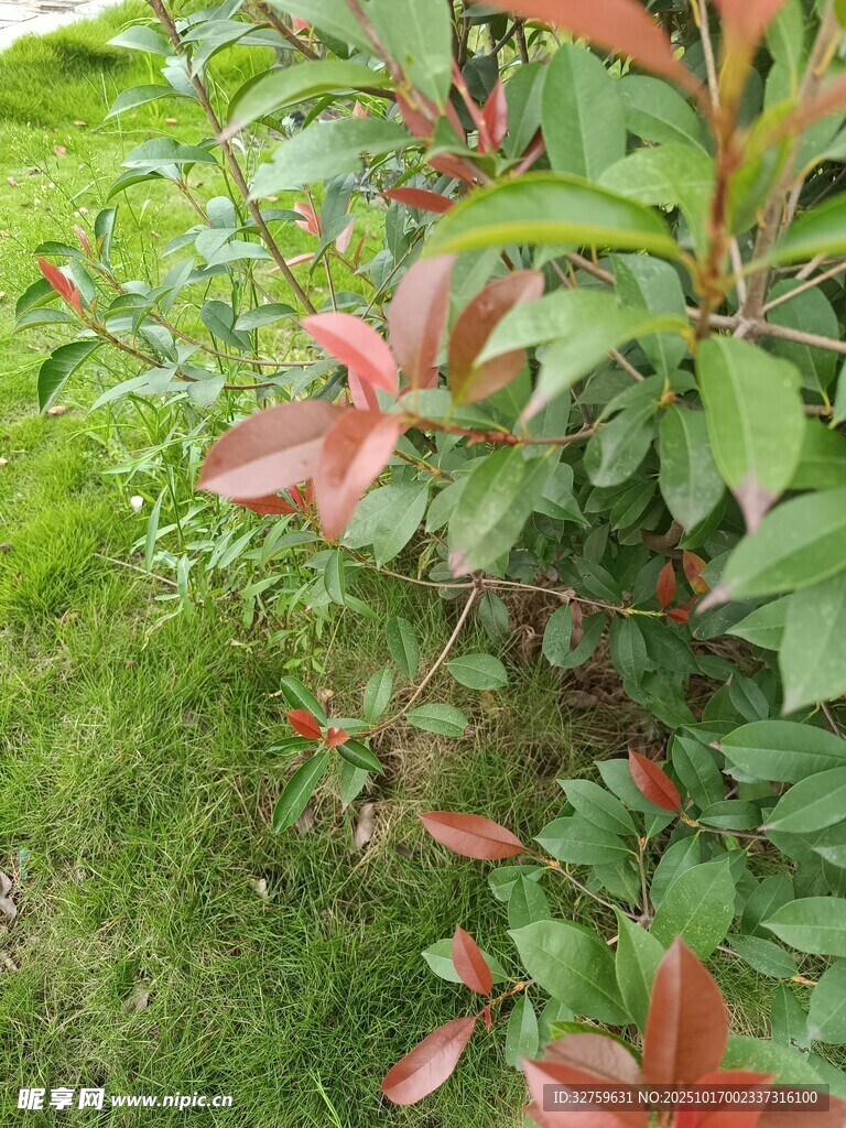 红绿叶植物特写