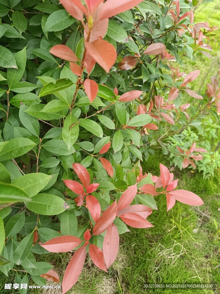 鲜艳红色花卉绽放于绿叶间