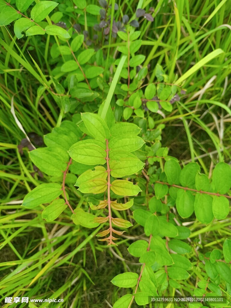 草丛中的嫩绿蕨类植物