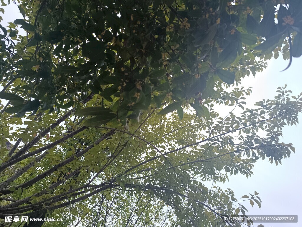 仰视繁茂大树枝叶