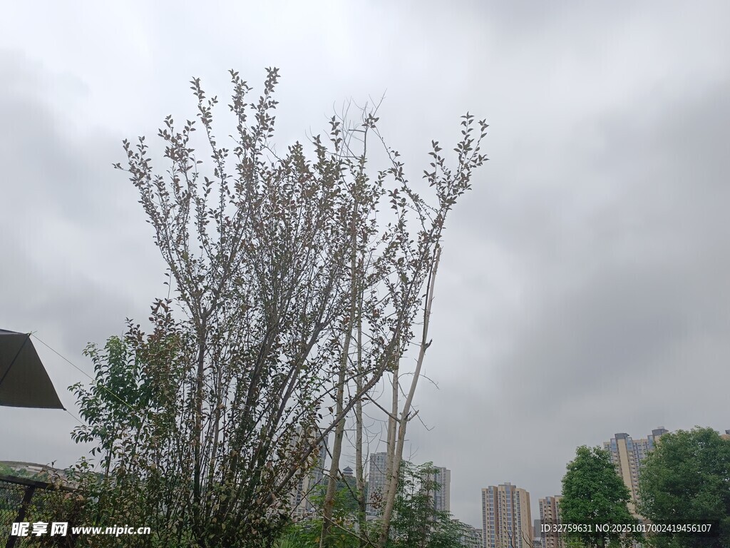 雨中枯树 