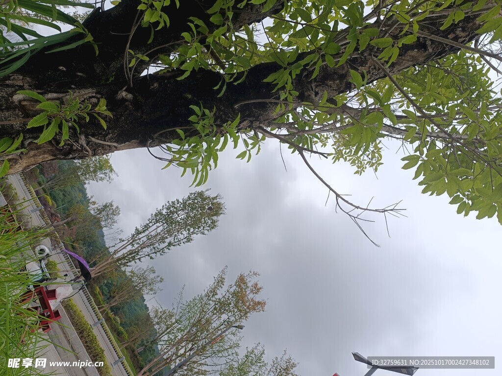 湖畔绿树垂枝朦胧景致