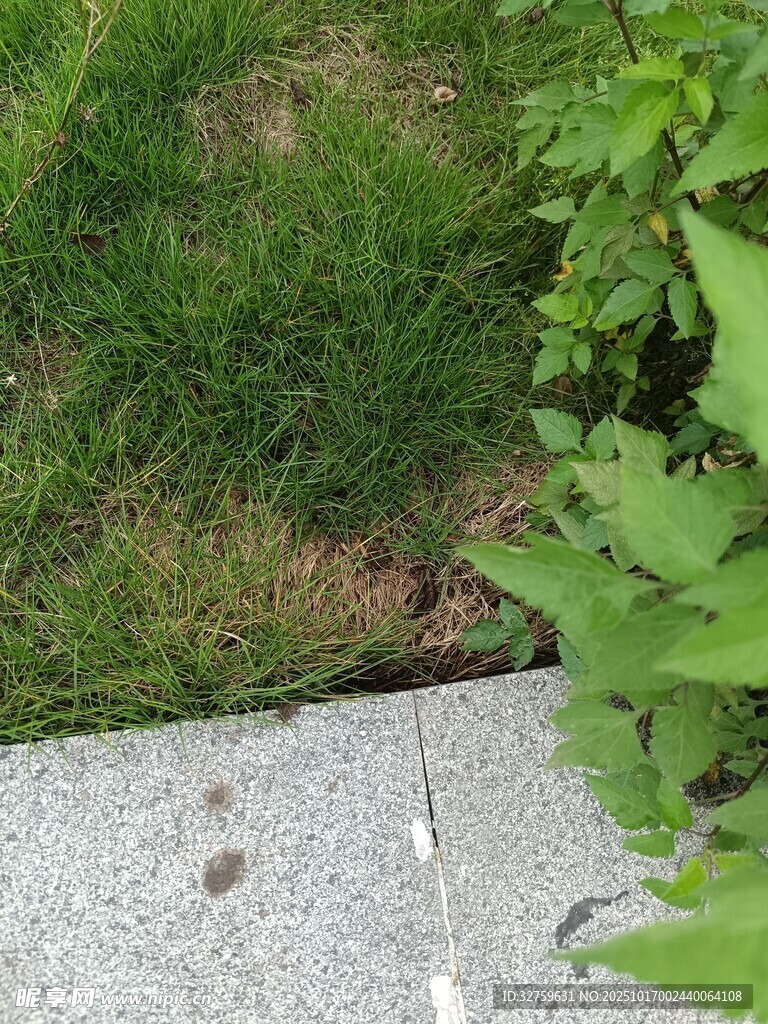 路边草地与石板边缘景象
