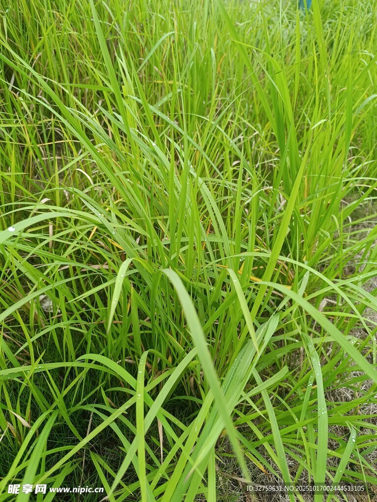 翠绿茂盛的田间青草