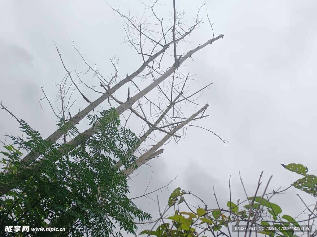 暴风雨后倾斜的树木