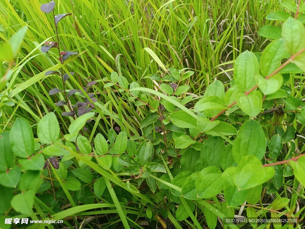 翠绿草丛中的生机景象