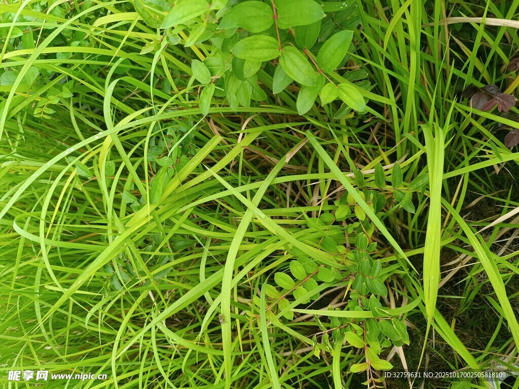 翠绿繁茂的丛生野草