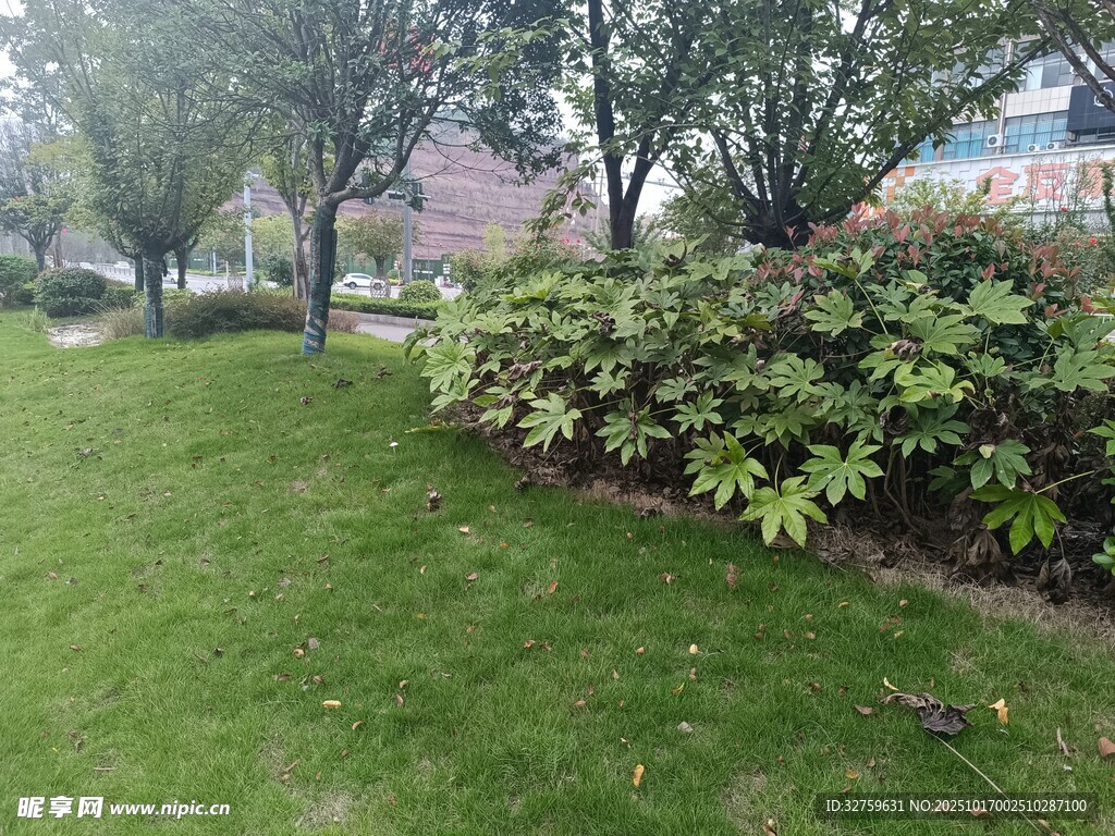 城市绿地中的绿植景观