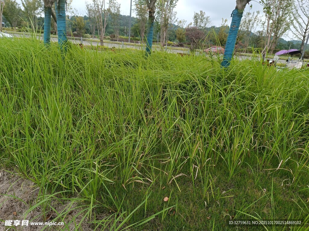 翠绿草地