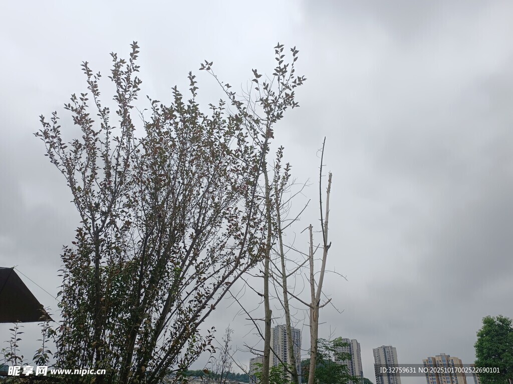 阴天中的光秃树木
