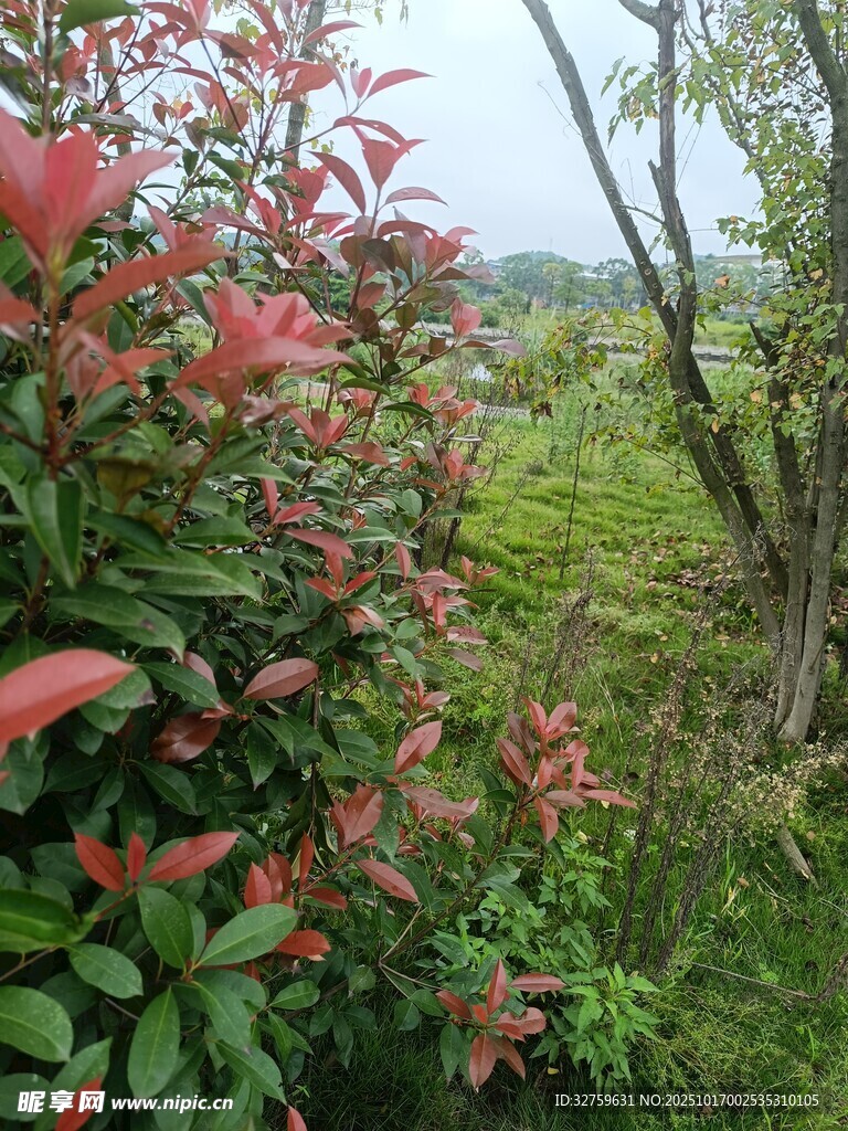 红绿叶丛中的自然景致