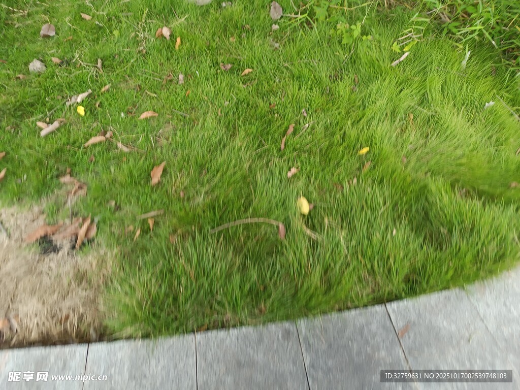 路边嫩绿草地