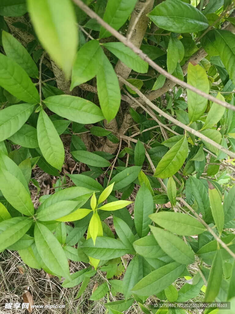 绿叶丛中的黄色小花