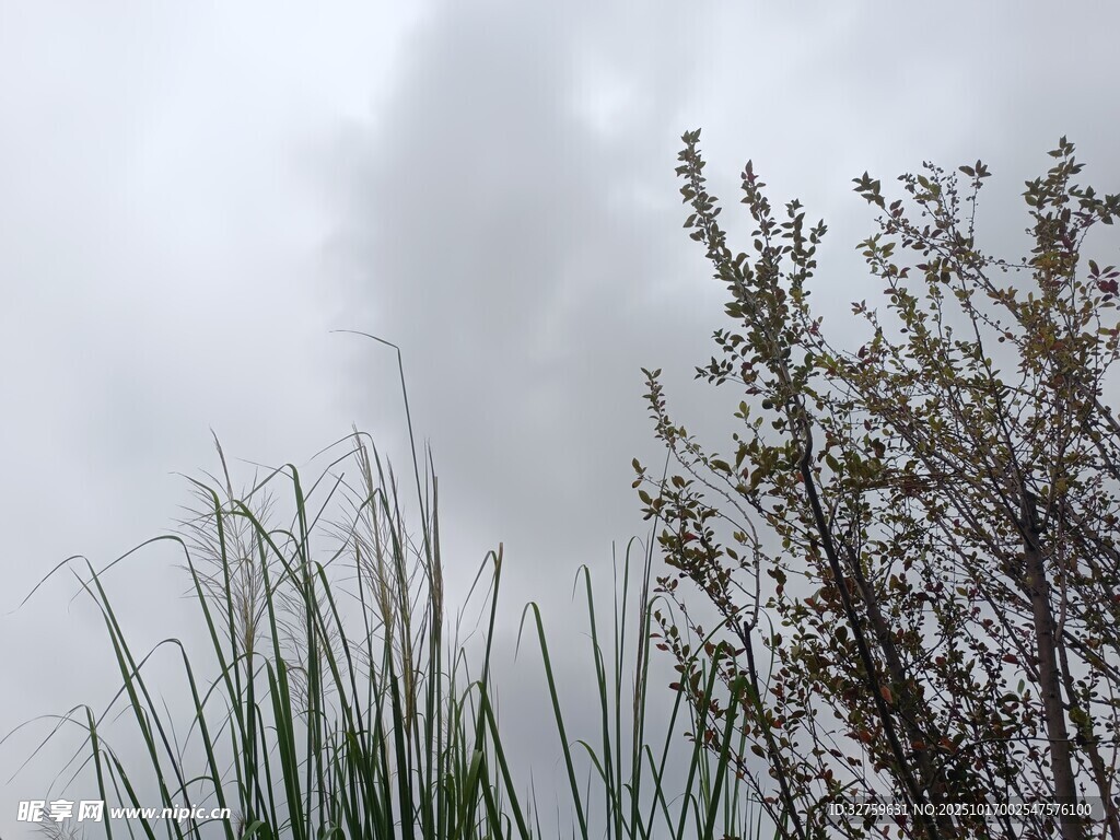 雾中草木景致