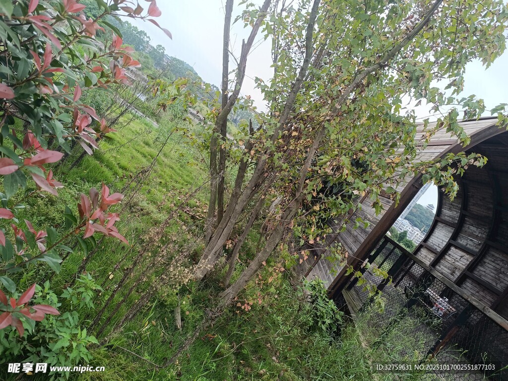 林间小屋旁的繁茂草木