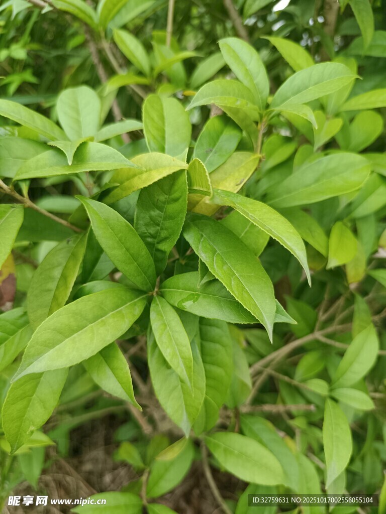 翠绿繁茂的植物枝叶