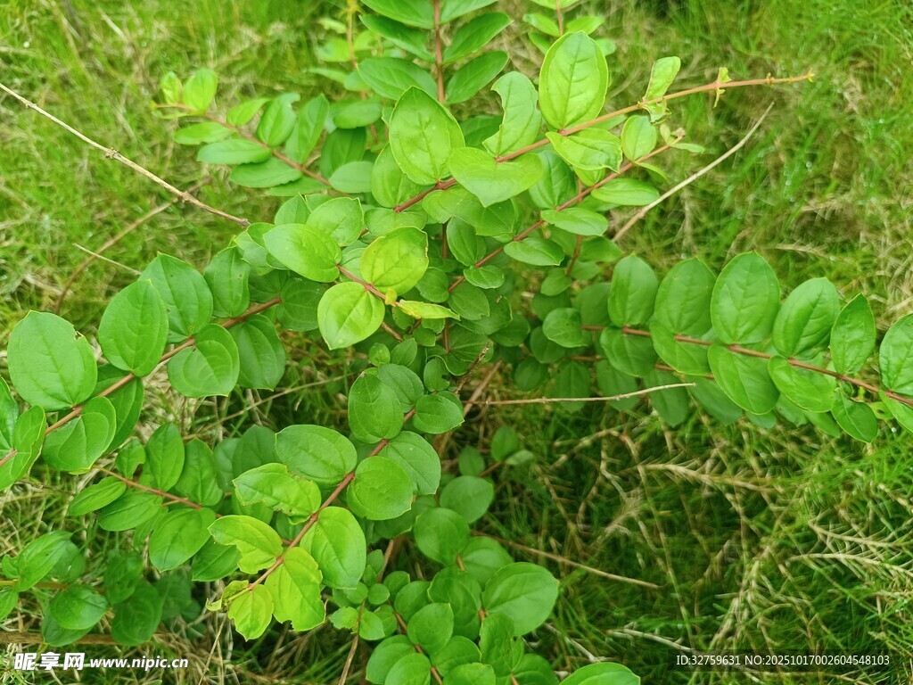 翠绿丛生的低矮绿色植物