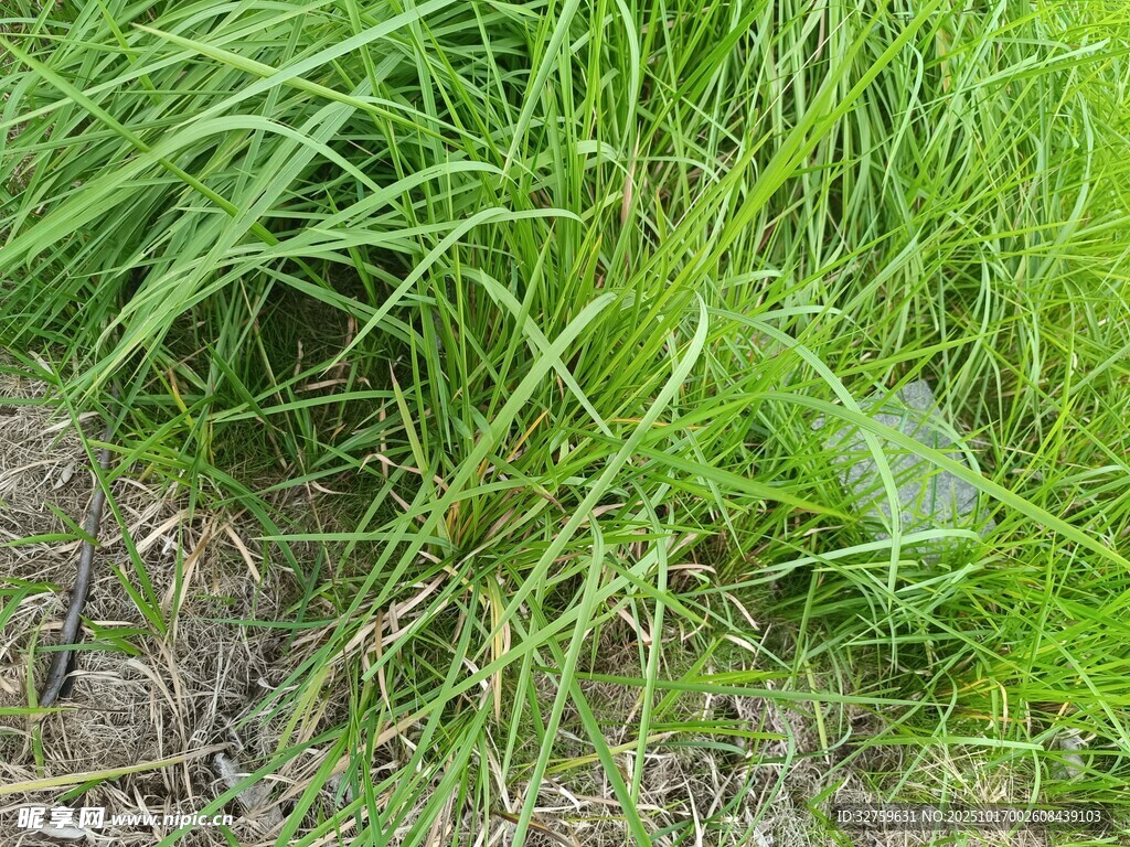野外丛生的绿色野草