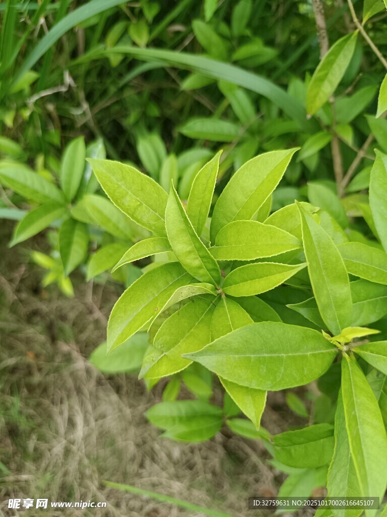 嫩绿叶片的清新植物