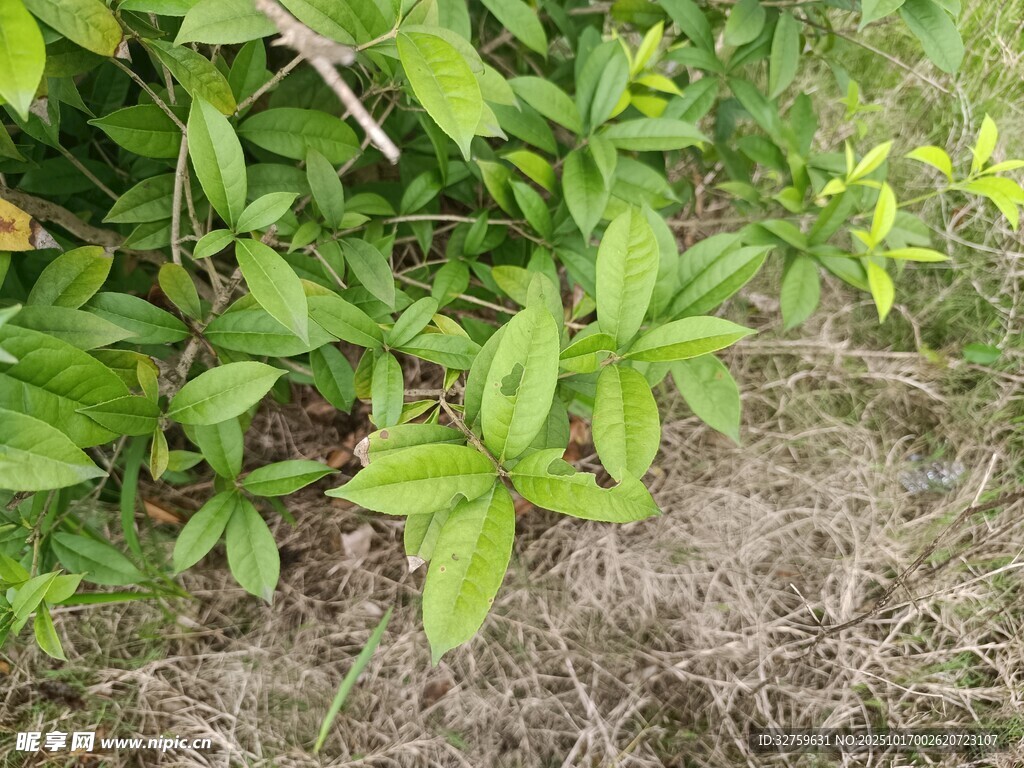 绿叶植物近景