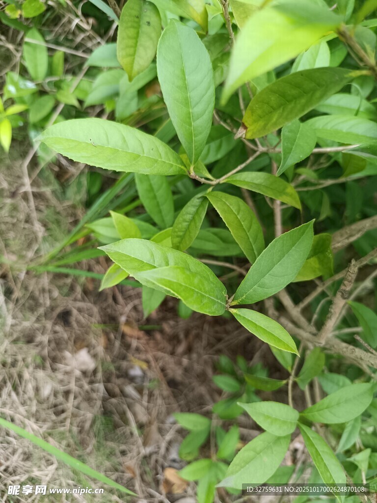 绿叶植物特写