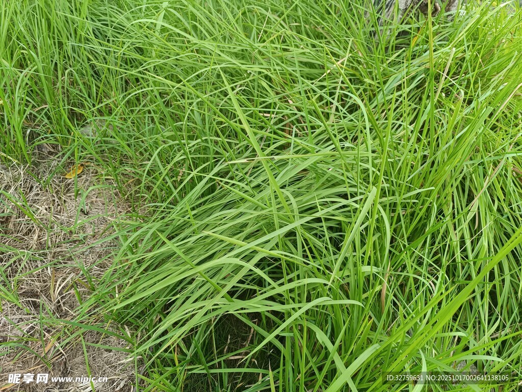 翠绿茂盛的草地景观