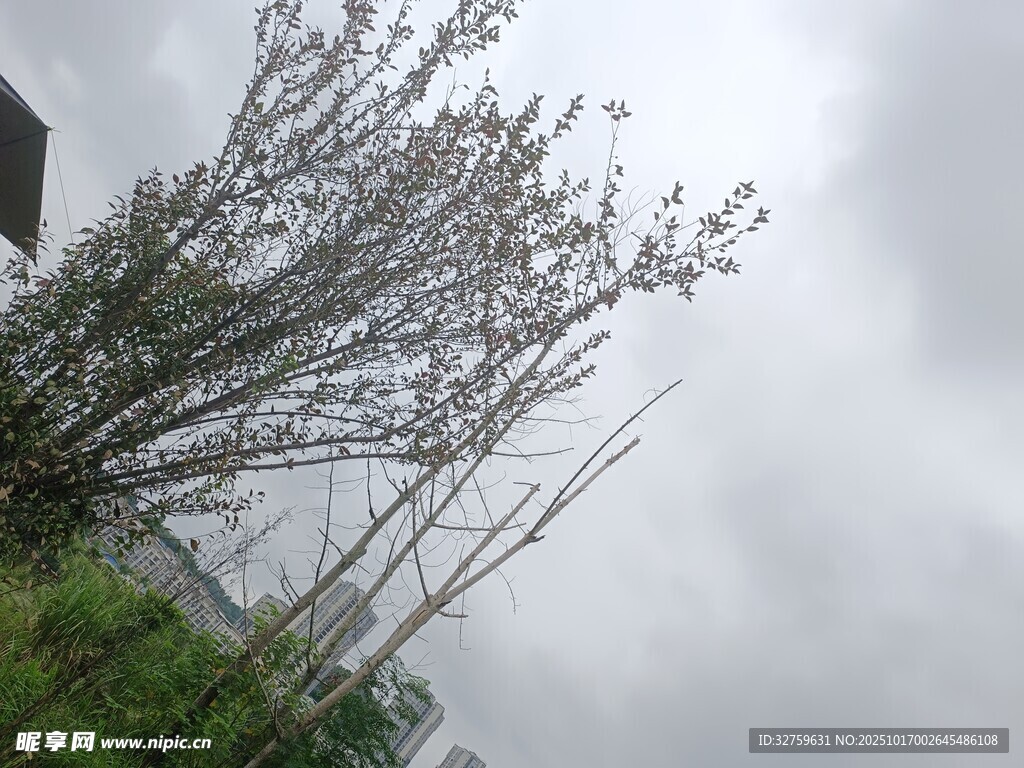 雨中倾斜的光秃树枝