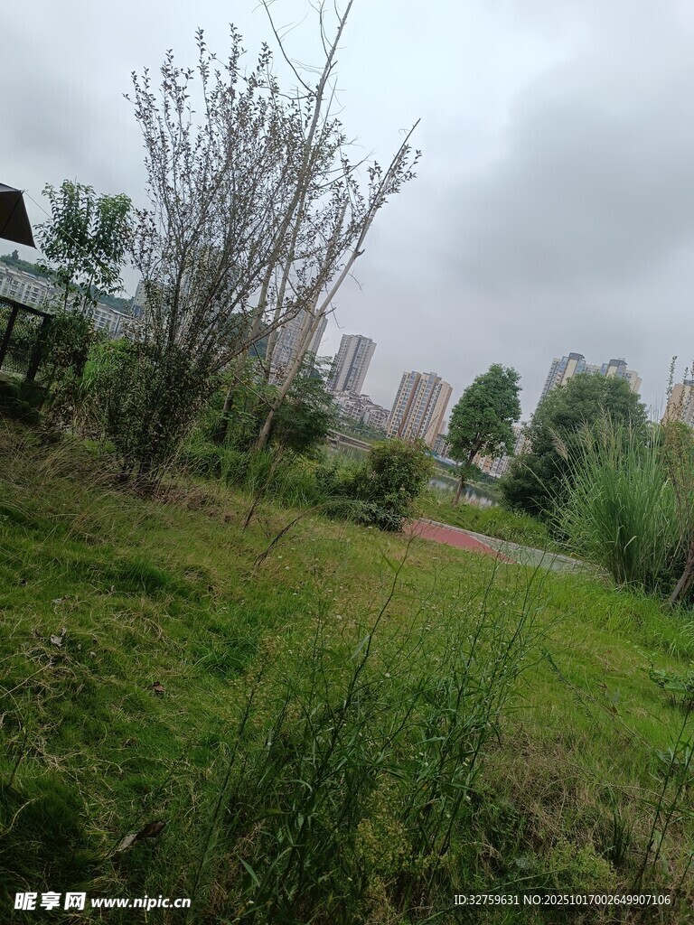 城市中的绿意草地景观