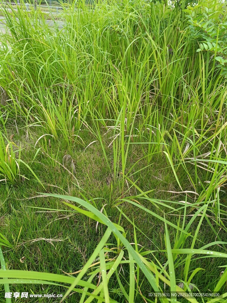 田野中的茂盛绿色植物