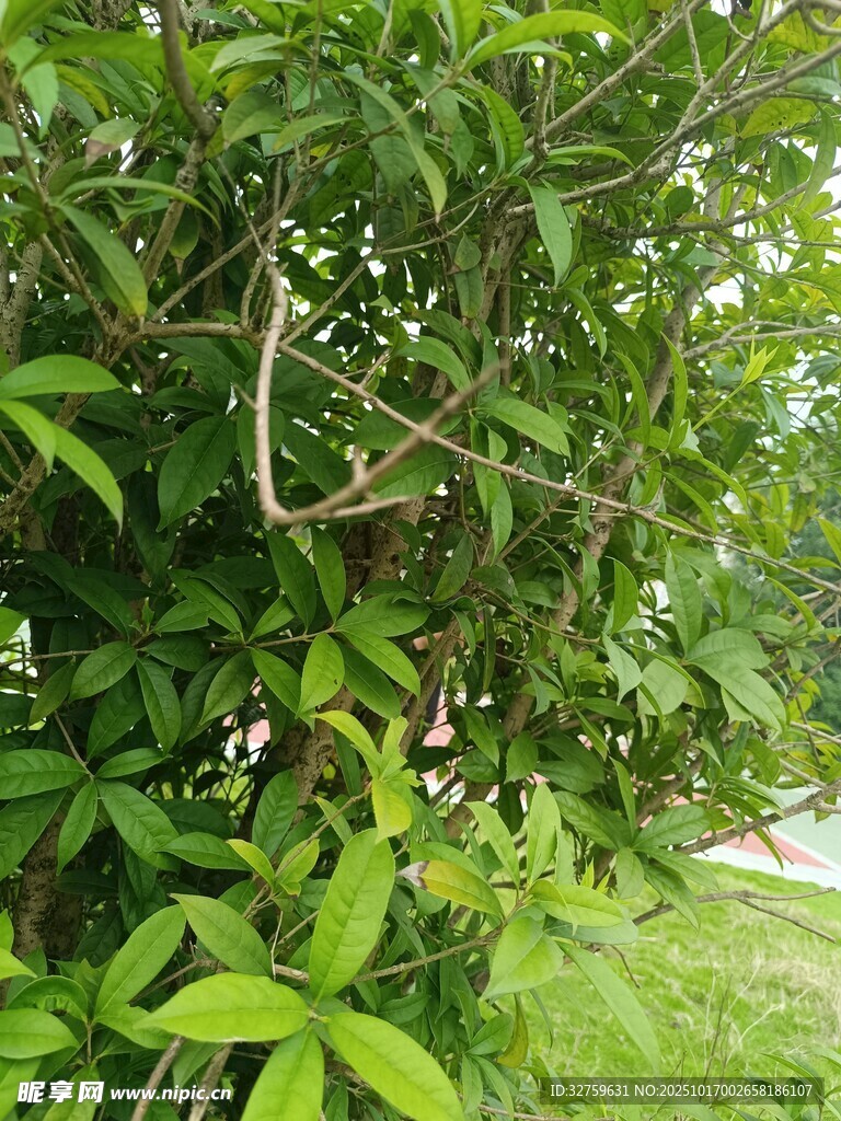 绿叶间绽放的娇艳花朵