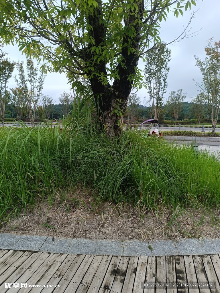 树下草地旁的木质步道