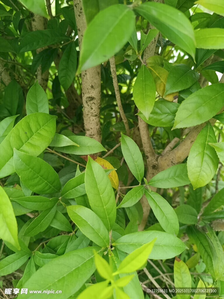 茂密绿植中的生机景象