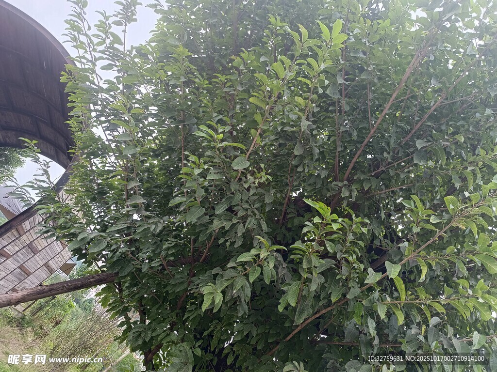 绿叶繁茂的树木