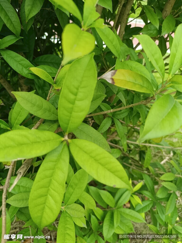 翠绿叶片与白色小花植物