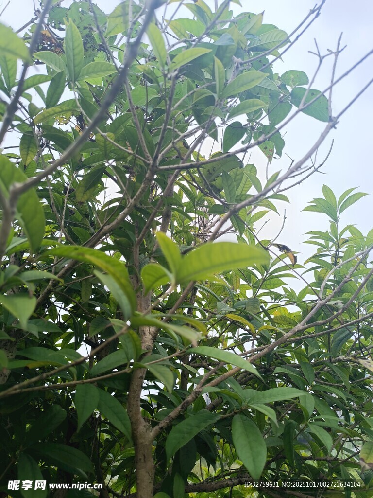 绿叶繁茂的树木景象